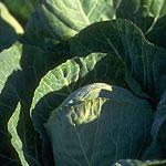 Image for Cabbage - Green 