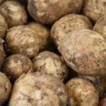 Image for Potatoes - Maris Piper